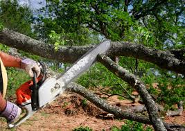 Best Tree Health Inspection  in Staunton, VA