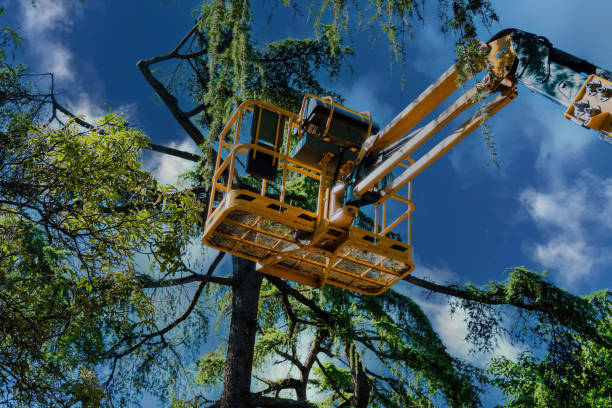 Best Tree Trimming and Pruning  in Staunton, VA