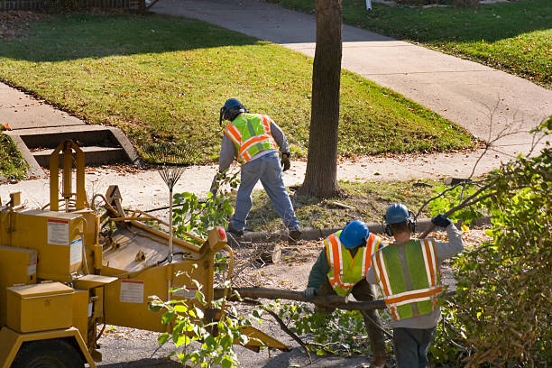 Best Utility Line Clearance  in Staunton, VA