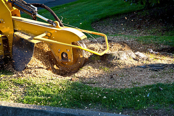 Best Organic Lawn Care Solutions  in Staunton, VA