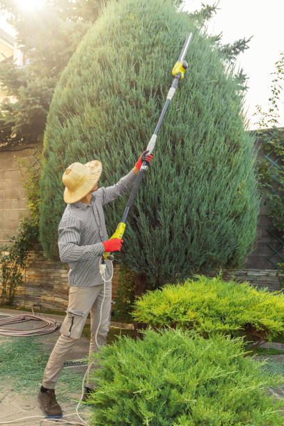  Staunton, VA Tree Services Pros
