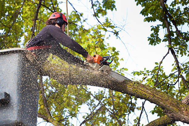 Best Hedge Trimming  in Staunton, VA
