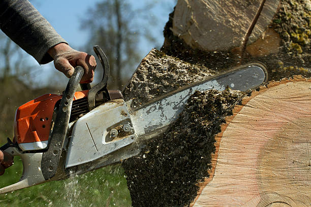 Reliable Staunton, VA Tree Services Solutions