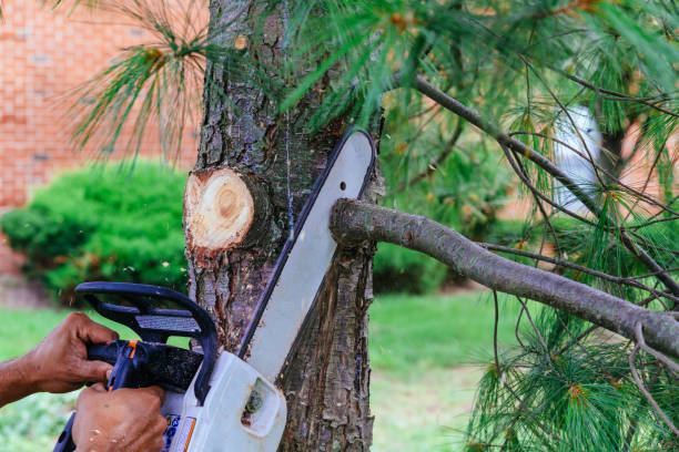 Best Tree Mulching  in Staunton, VA